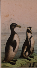 Schreiber Eend, Gans, Pinguin en Fuut