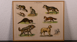 Schreiber Hond Vos Wolf
