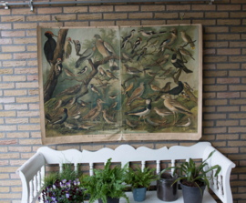 Vogels oa specht Vlaamse gaai