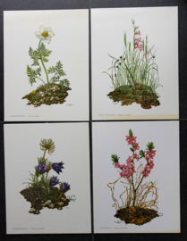 4 Schoolplaatjes    Botanisch  4