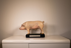 Varken Groot-Yorkshire