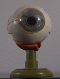 Oog 21 cm