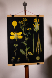Koolzaad Litho