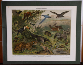 Neotropische Fauna