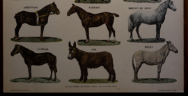 Paarden en ezels