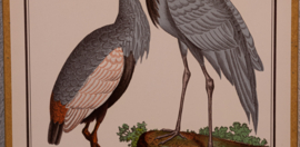 Vogelplaatje 7 Litho