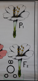 Erfelijkheidsleer bij planten Mirabilis