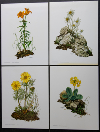 4 Schoolplaatjes    Botanisch  7