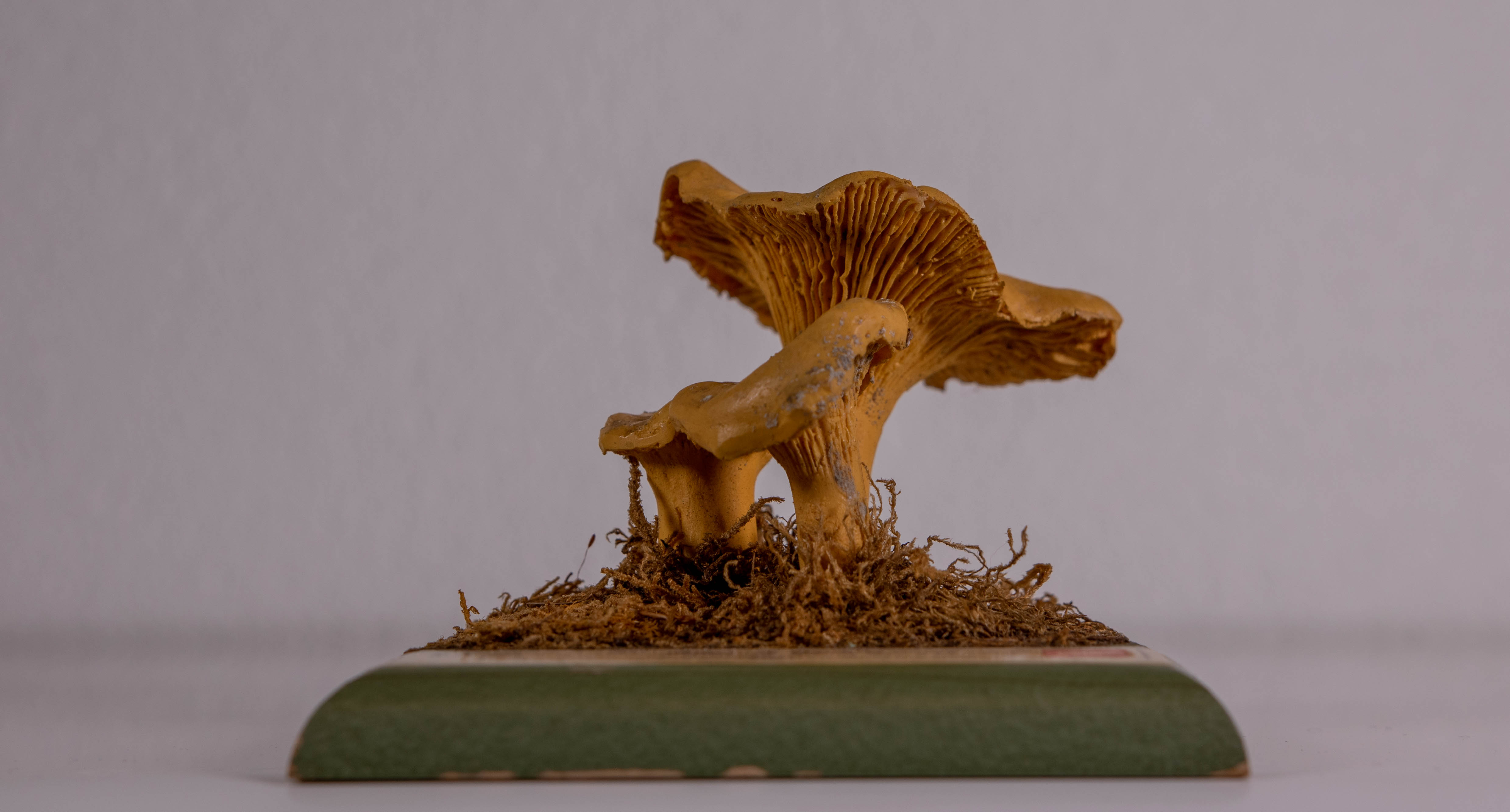Cantharellus Cibarius