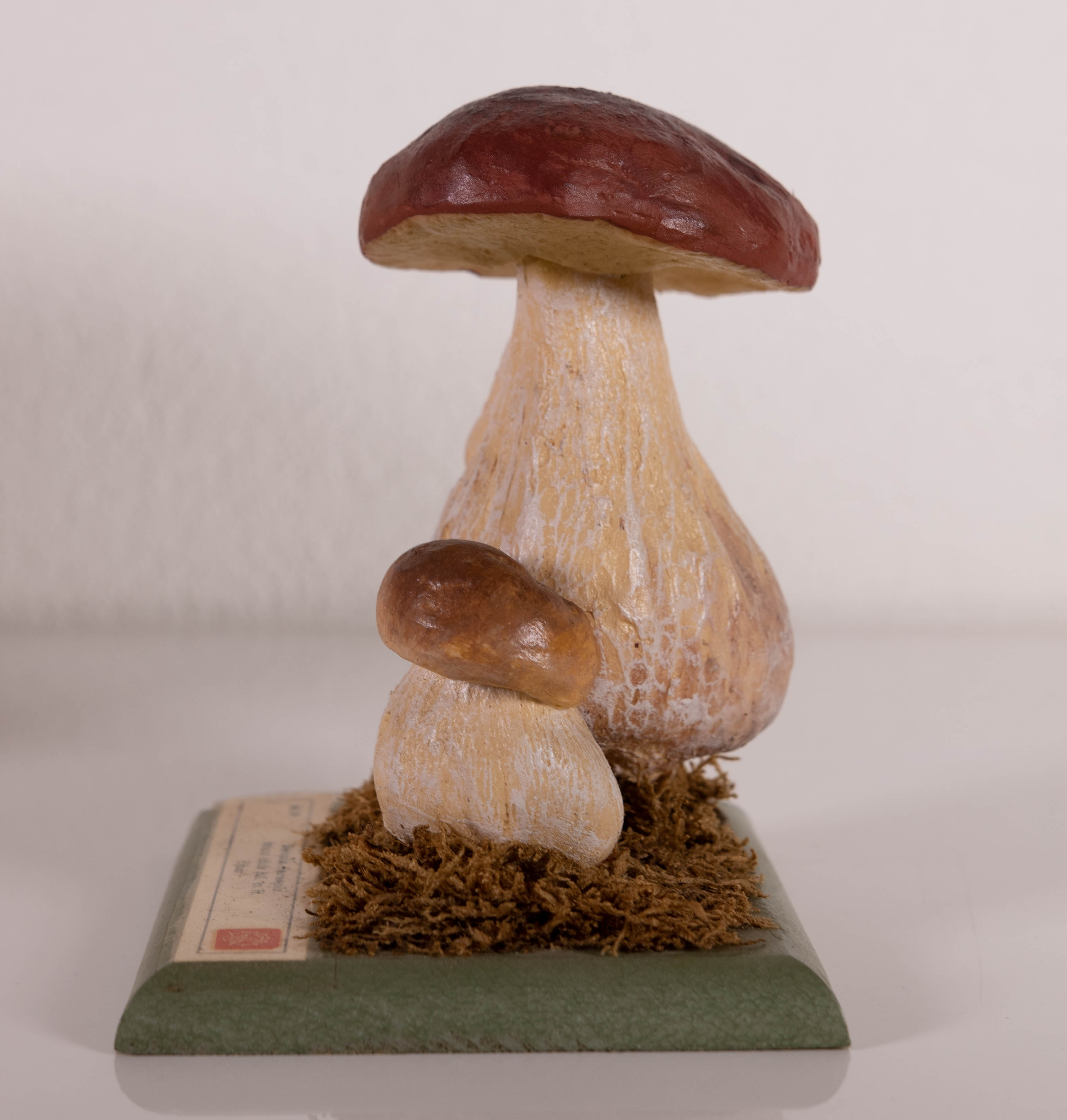 Boletus Edulis Bull