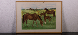Paarden