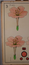 Erfelijkheidsleer Planten Mirabilis