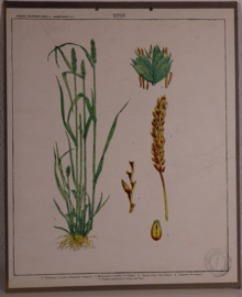 Botanisch  5