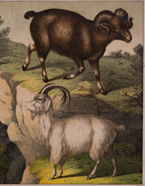Schreiber Wild Schaap Wilde Geit