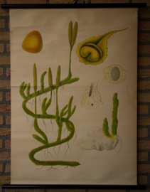 Grote Wolfsklauw