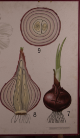 Tulp Narcis