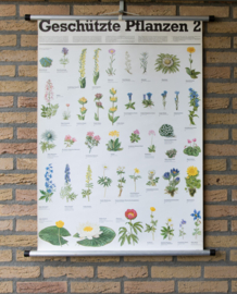Beschermde Planten