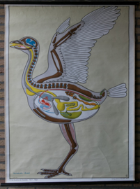 Anatomie vogels