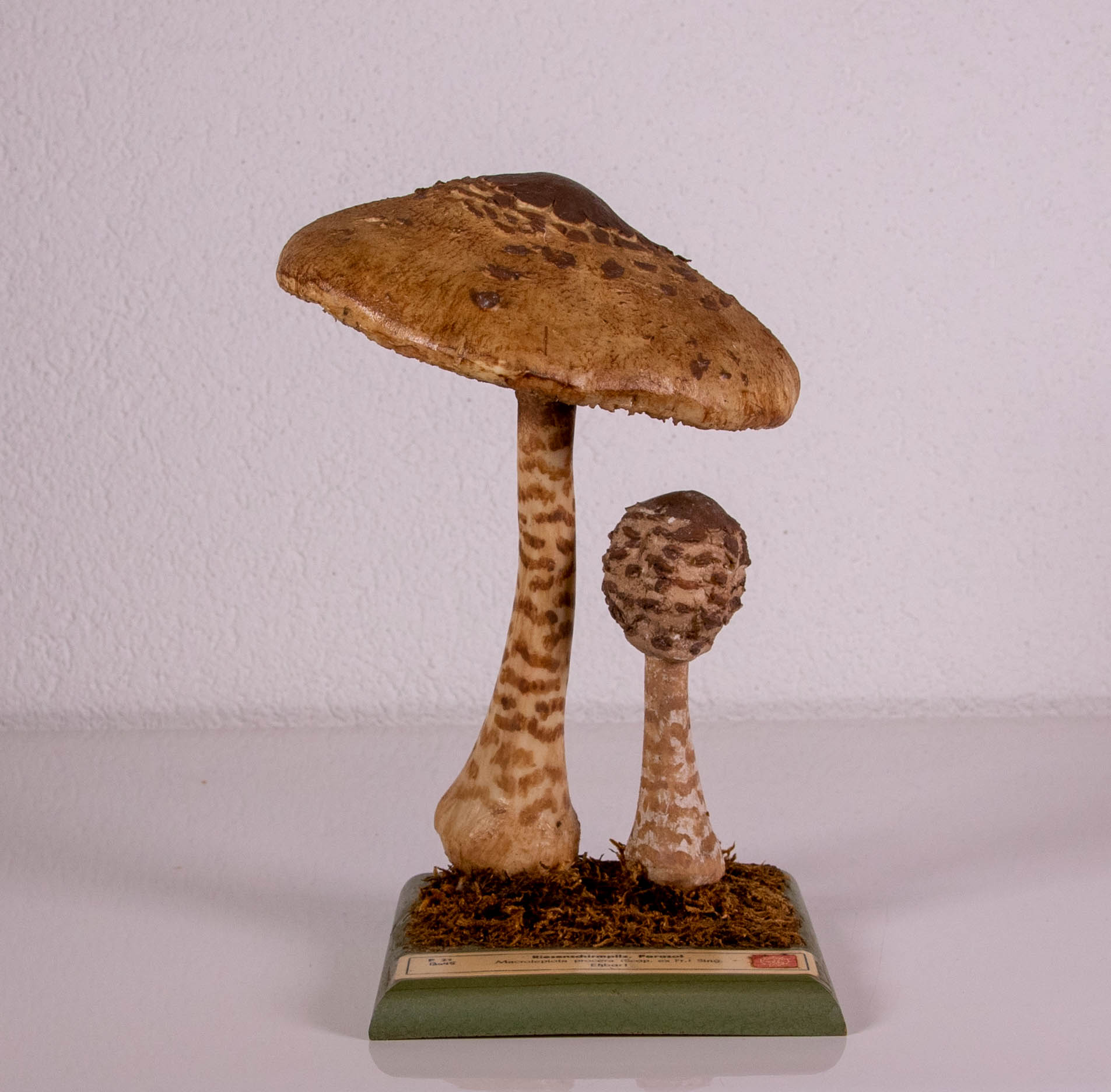 Macrolepiota Procera