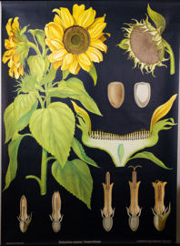Zonnebloem Litho