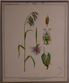 Botanisch  7