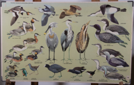 Watervogels