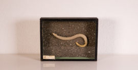 Vintage oude school  vitrine kastje  - Hazelworm .