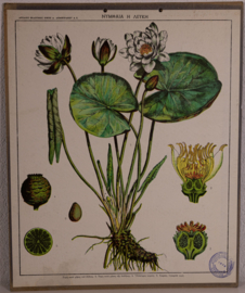 Botanisch  3