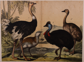 Schreiber Pauw, Goudfazant, Struisvogel en Kasuaris