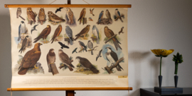 Uilen en Roofvogels