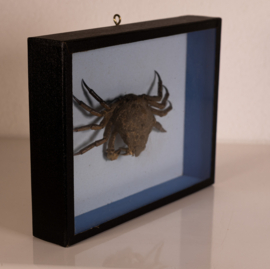 Vintage oude school  vitrine kastje  - Krab .