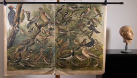 Vogels oa specht Vlaamse gaai