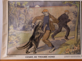 Cesar de trouwe hond