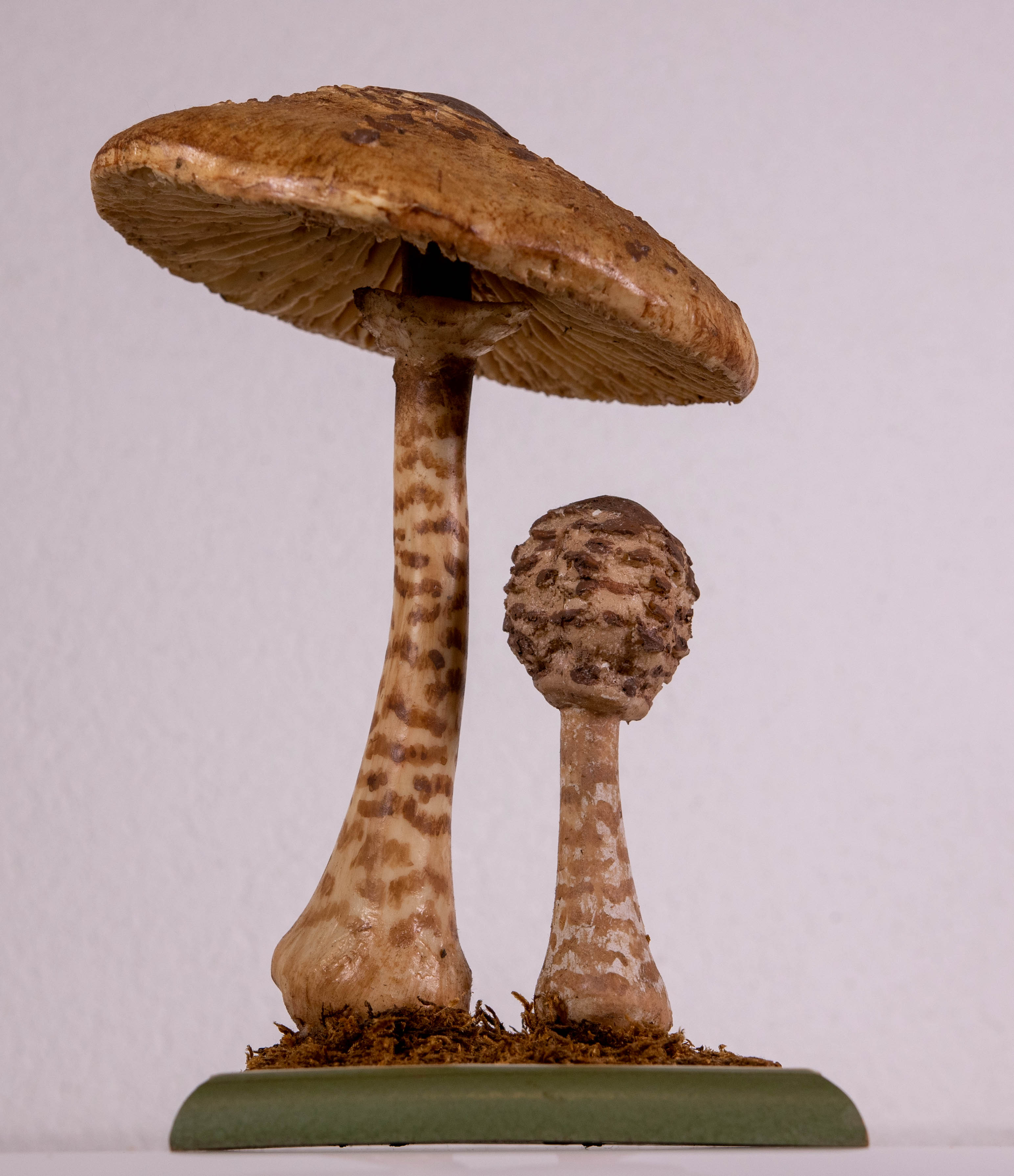 Macrolepiota Procera