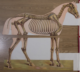 Paard anatomie