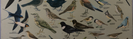 Zangvogels 1