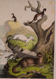 Schreiber Otter Wezel