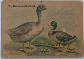 Gans Eend