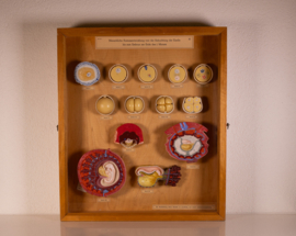 Vintage oude school vitrine kast  - Zwangerschap 1   .