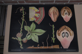 Groot warkruid
