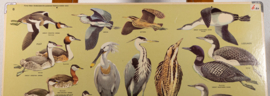 Watervogels