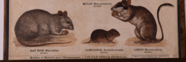 Wezel hermelijn rat muis