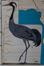 Het wonder van de vogeltrek