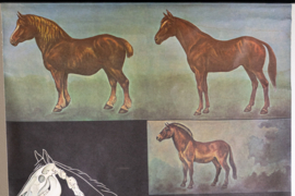 Paard