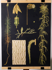 Haarmos Litho