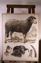 Schaap