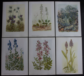 6 plaatjes Botanisch
