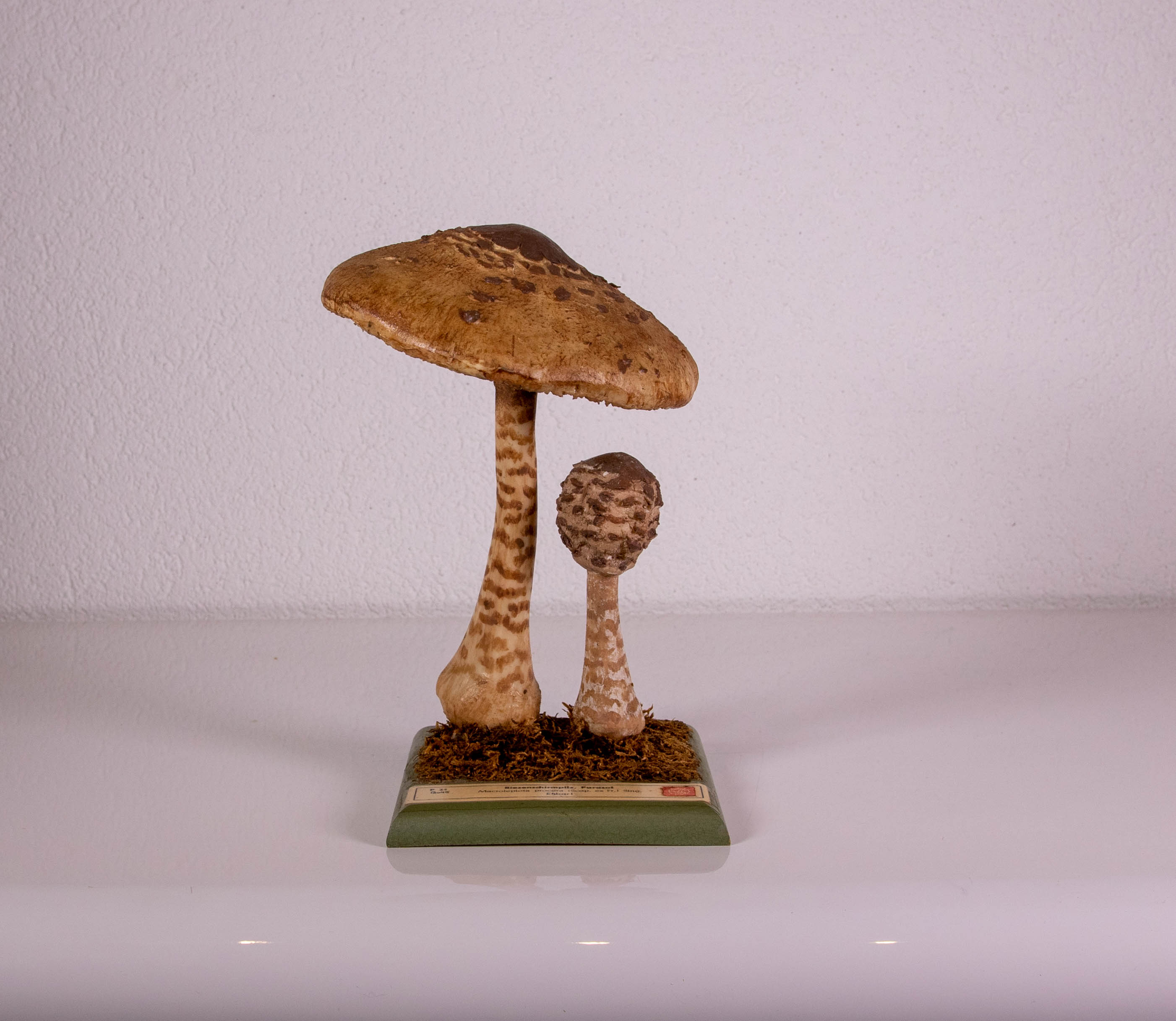 Macrolepiota Procera