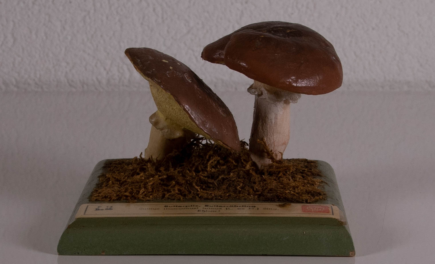 Suilius Luteus
