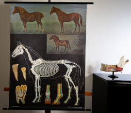 Paard